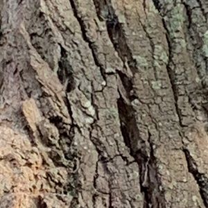 Meet your Posher, Annie